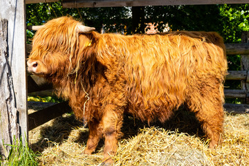 Highland cattle in a pen