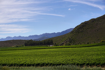 Fototapeta na wymiar Vineyard landscape Cape Town Wine Route south africa
