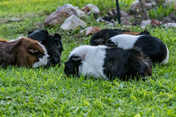 Naklejka na ściany i meble guinea pig family