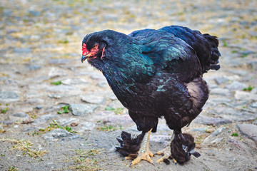 shiny black chicken
