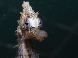 Close Up Portrait of White's Seahorse Hippocampus whitei, White's Seepferdchen