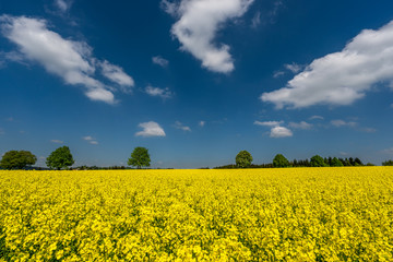 Obraz premium Rapsfeld im Sonnenschein