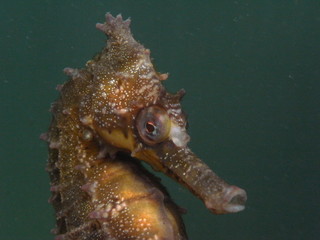 White's Seahorse Hippocampus whitei, White's Seepferdchen