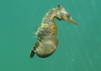 White's Seahorse Hippocampus whitei, White's Seepferdchen-Pregnant Male
