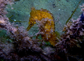 White's Seahorse Hippocampus whitei, White's Seepferdchen