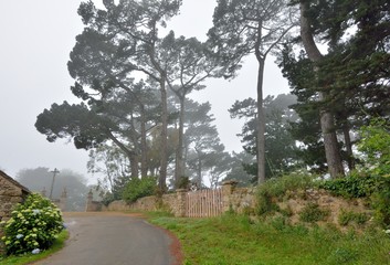 Grands pins dans la brume en Bretagne