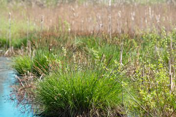 Cyperaceae, carex, sedge, swamp plant, central Europe, spring