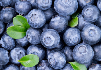Freshly picked blueberries background