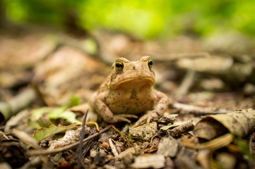 Eastern American Toad
