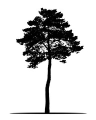 Realistic silhouette of coniferous tree, isolated on white background