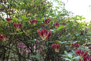 
Flowers in Archbishop garden, Kroměříž castle, Moravia, Czech republic
