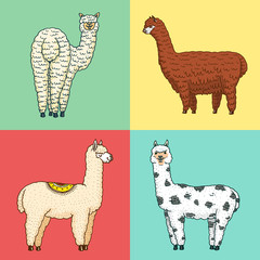 Set of cute Alpaca Llamas or wild guanaco on the background of Cactus and mountain. Funny smiling animals in Peru for cards, posters, invitations, t-shirts. Hand drawn Elements. Engraved sketch.