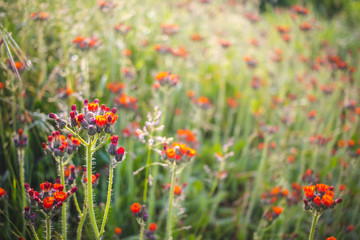 Red flowers in the morning in a foggy meadow