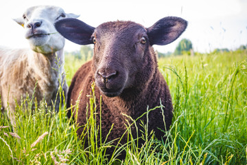black sheep lamb looking into the camera