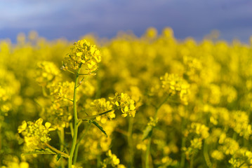 Mustard field in summer in cloudy weather