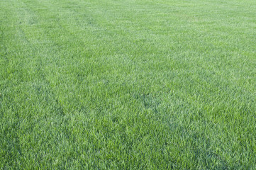 Green grass solid background