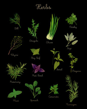Herb illustrations