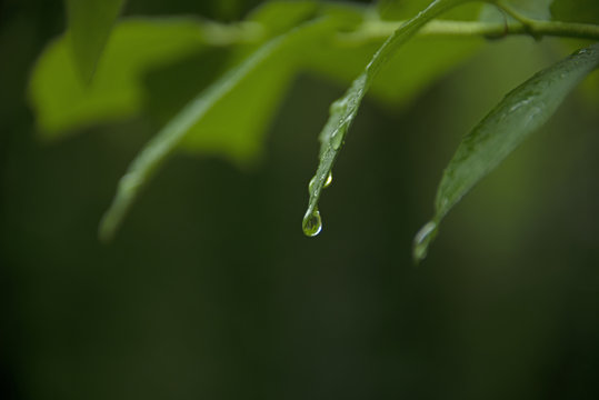 Green background - leaves after a rain