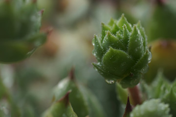 Closeup of houseleek, Hens and Chicks, with raindrops