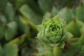Closeup of houseleek, Hens and Chicks, with raindrops