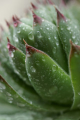 Closeup of houseleek, Hens and Chicks, with raindrops
