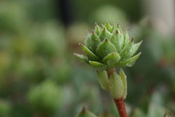 Closeup of houseleek, Hens and Chicks, with raindrops