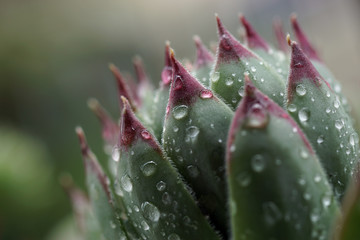 Closeup of houseleek, Hens and Chicks, with raindrops