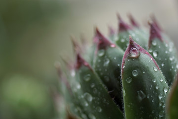Closeup of houseleek, Hens and Chicks, with raindrops