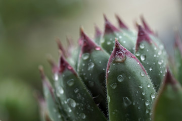 Closeup of houseleek, Hens and Chicks, with raindrops