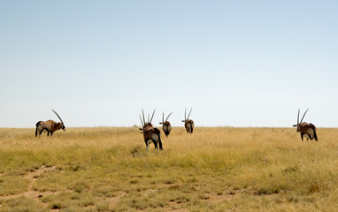 Naklejka na ściany i meble Oryx in the African savannah. 5 elements.