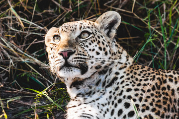 Fototapeta na wymiar Leopard Stare