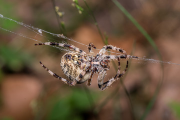 Horned spider spins web. Araneus Angulatus - macro, close up