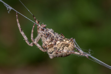 Horned spider spins web. Araneus Angulatus - macro, close up