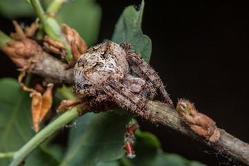 Horned cross spider - Araneus Angulatus - Poland - macro