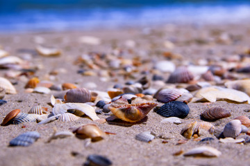 The coast is covered with various shells and ocean on background