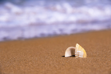 Fototapeta na wymiar The beautiful shell is caused by a storm on the coast in sunny day