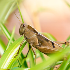 grasshopper