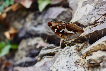 Butterfly sitting on the rock in a natural habitat
