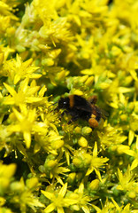 шмель собирает пыльцу