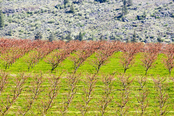 Organic Peach Orchard Okanagan Valley