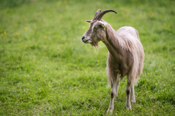 Goat standing on a grassy pasture