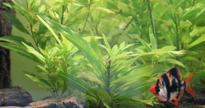 Close up shot of a beautifully arranged home aquarium with a couple of Sumatra Barbs or Tiger Barbs (Puntigrus tetrazona) passing by.