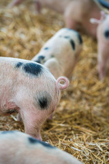 Close-up of a tiny curling pig tail