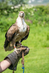 Falcon hawk bird sitting on falconers hand