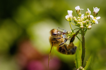 Bee on a white flower collecting pollen and gathering nectar to produce honey in the hive