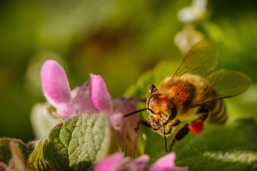 Bee on a pink flower collecting pollen and gathering nectar to produce honey in the hive