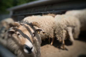 Sheeps standing inside barn on a farm