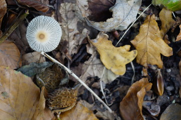 Waldboden