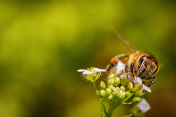 Bee on a white flower collecting pollen and gathering nectar to produce honey in the hive