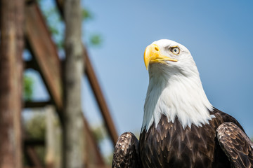 American bald eagle portrait